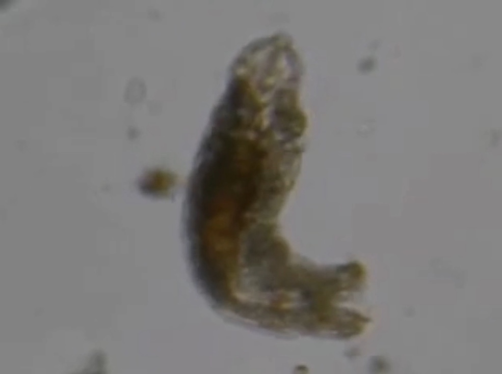 I tardigradi, gli animali del futuro I tardigradi, gli animali del futuro